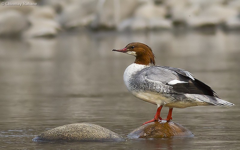 Common Merganser